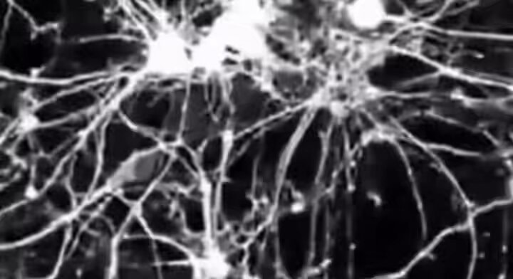 neuronal signals and habit formation