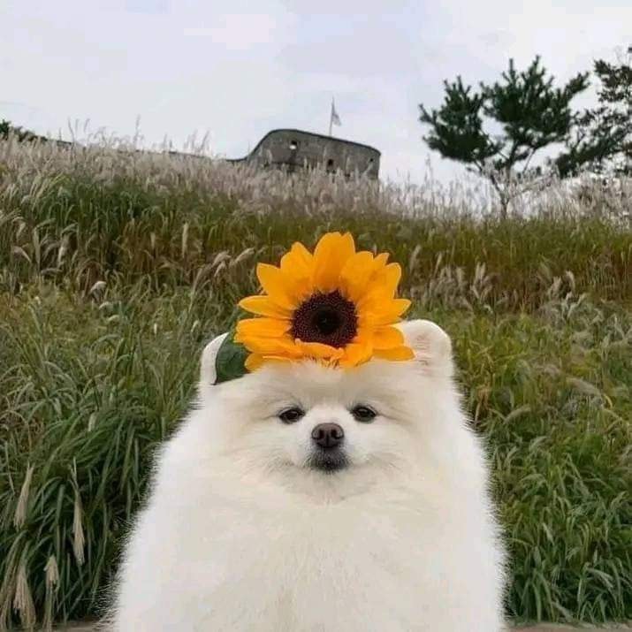 Pomeranian with sunflower 🥰 (photo 2 of 2)