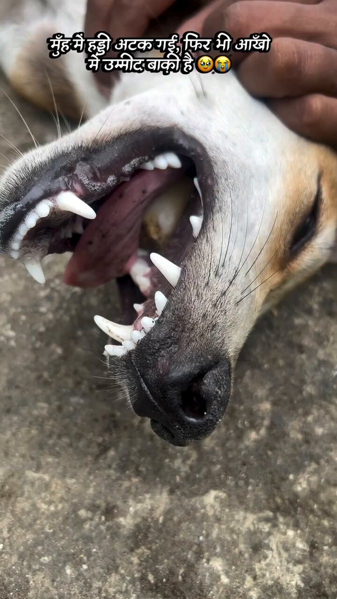 Dog with bone stuck in mouth