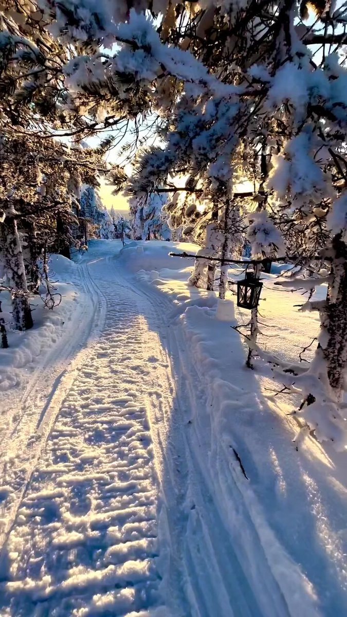Finland forest path