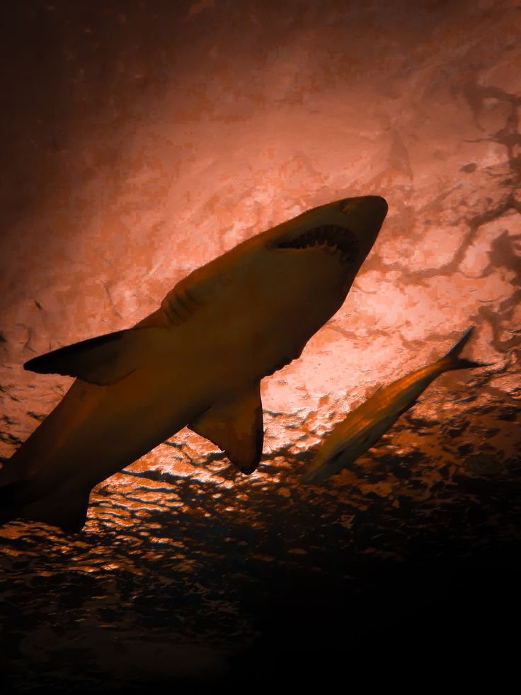 Sharks at sunset (photo 2 of 3)