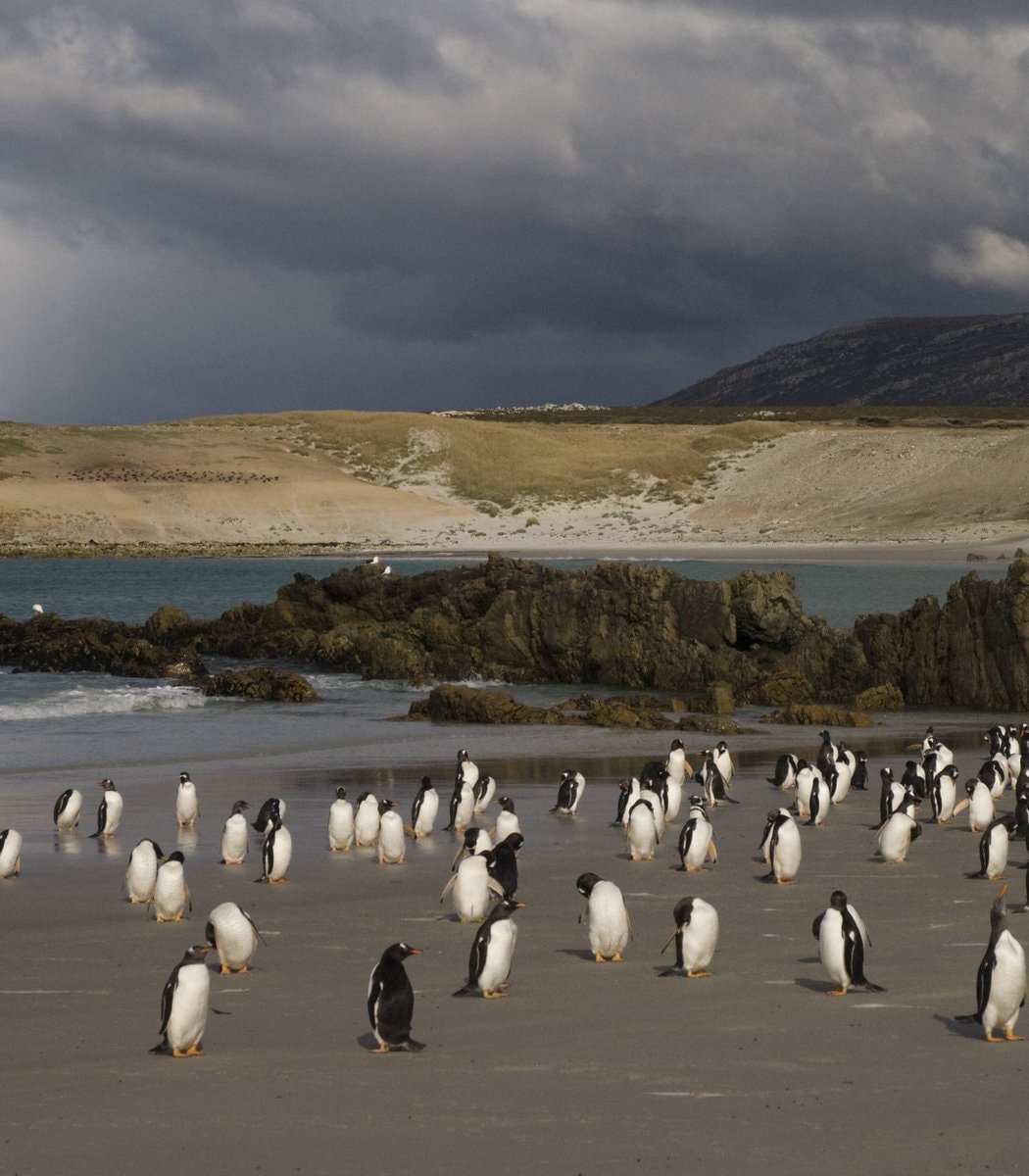 Javier Milei Argentina Falklands (photo 2 of 2) Javier Milei Argentina Falklands (photo 2 of 2)
