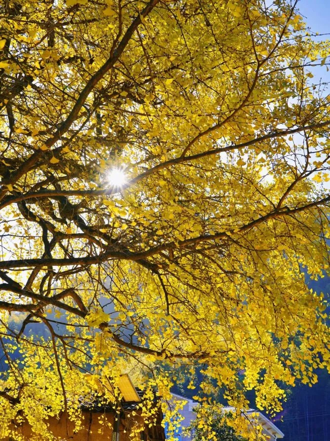 Autumn in western Jiangxi (photo 3 of 4) Autumn in western Jiangxi (photo 3 of 4)