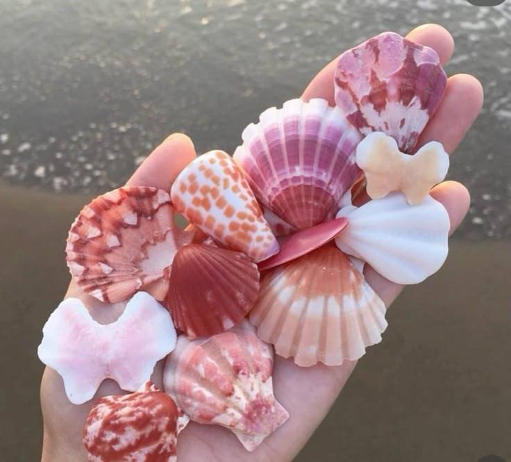 Seashells on a wooden tray by the ocean (photo 2 of 2)