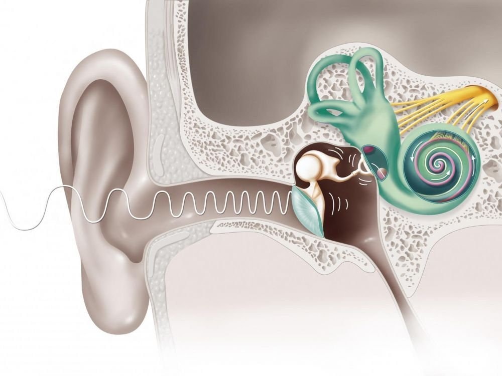 Inner ear stem cells restore hearing Inner ear stem cells restore hearing