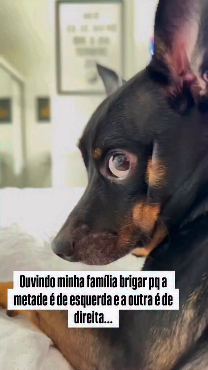 dog reaction