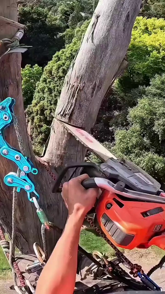 chainsaw accident traveler's palm water