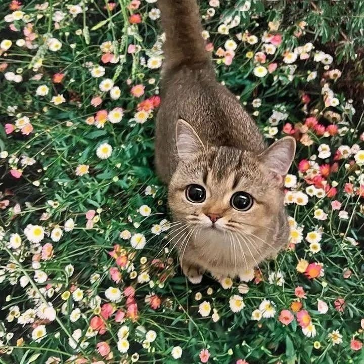 Cat in flowers (photo 3 of 4)