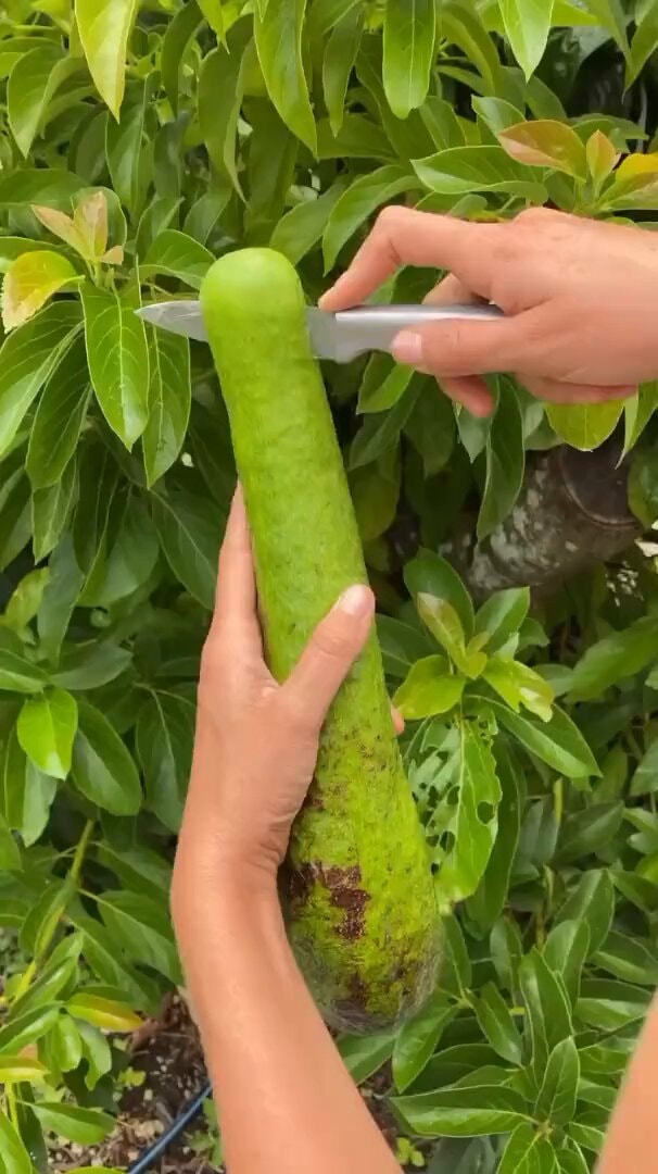 Long neck avocado natural variety