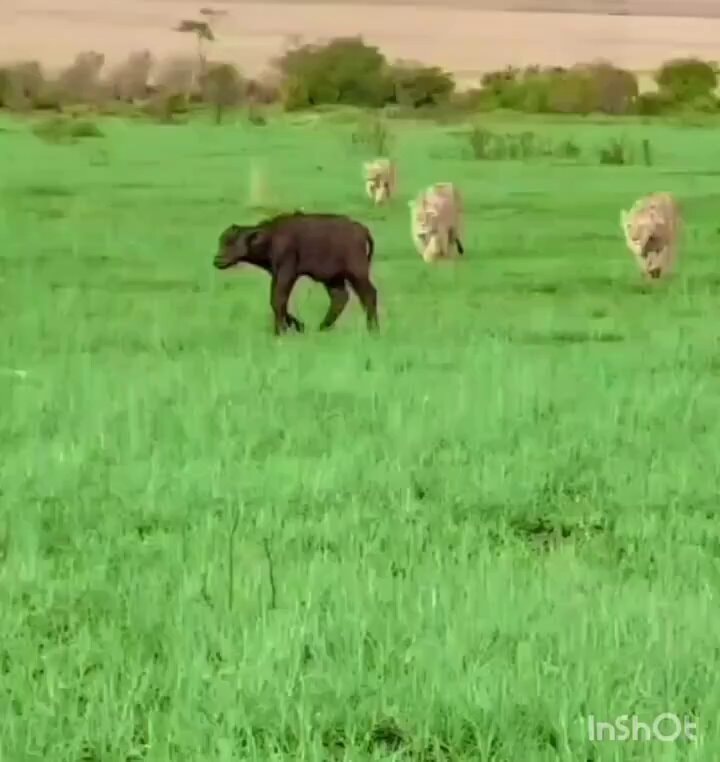 Buffalo herd saves calf from lions