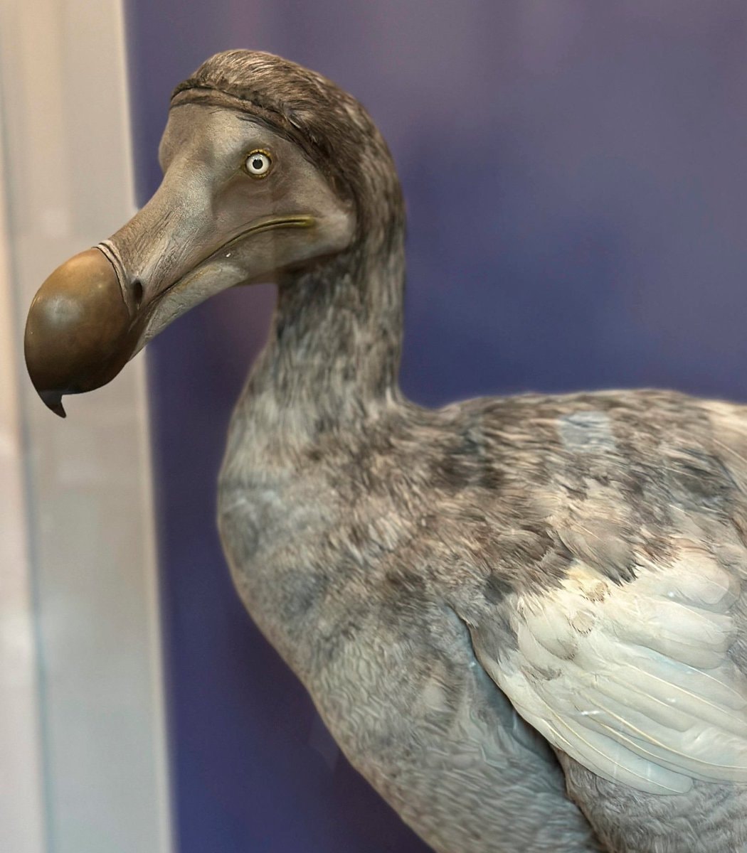 Dodo de-extinction plan