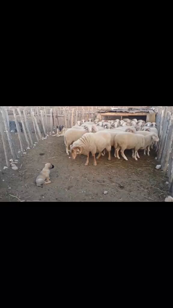 sheep and dogs in a pen