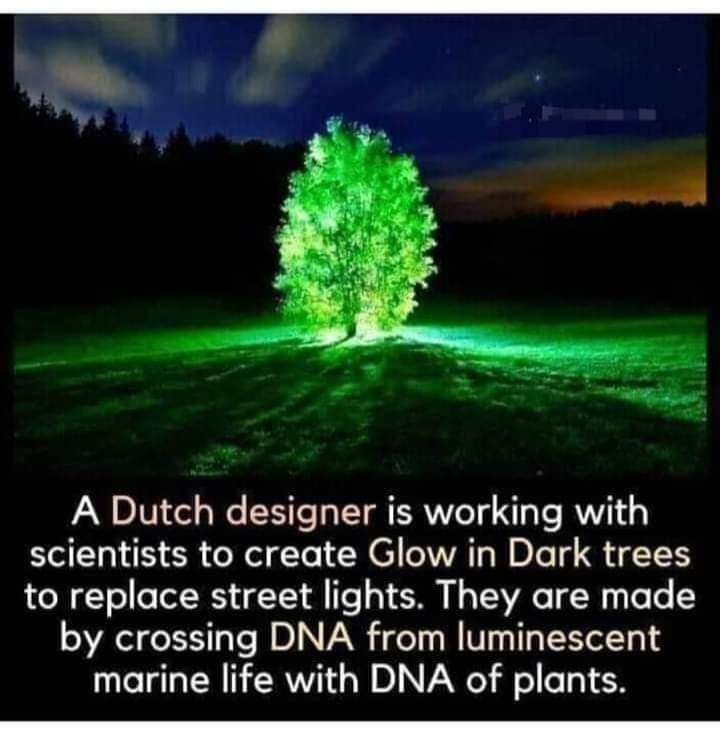 Glow in Dark trees replacing street lights