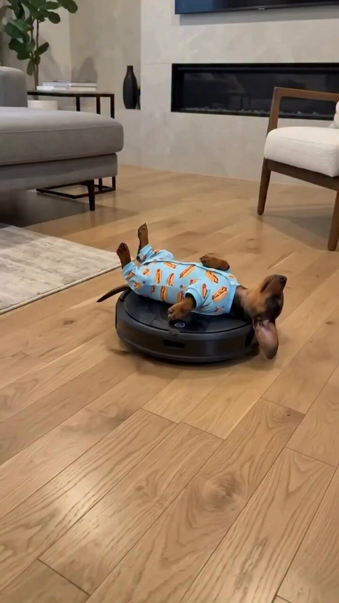 dachshund hot dog pajamas robot vacuum