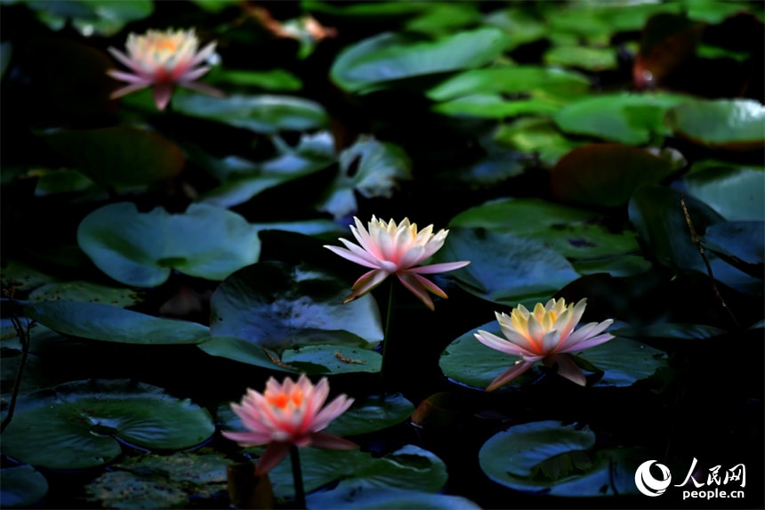 Aixi Lake Wetland Park lotus flowers (photo 3 of 4)
