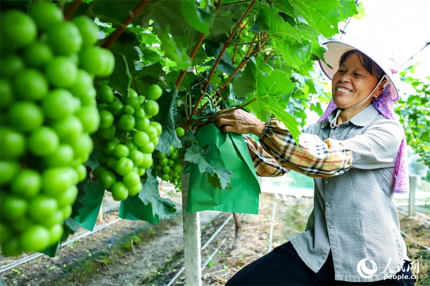 Jiangxi vineyard grape harvest (photo 2 of 4)