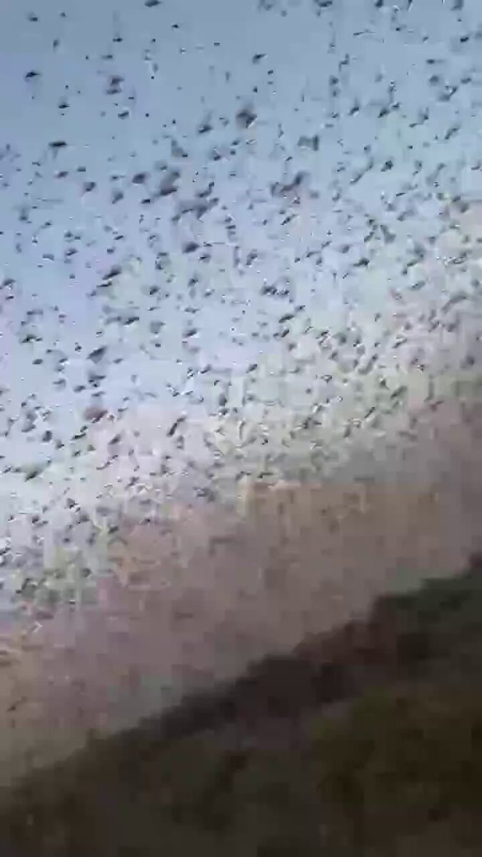 Locust swarm in Kizlyar Dagestan