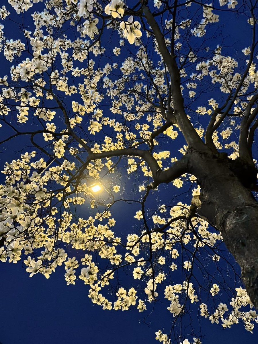 Magnolia night through flower window (photo 2 of 2)