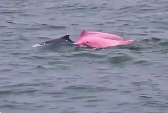 pink dolphin Oman