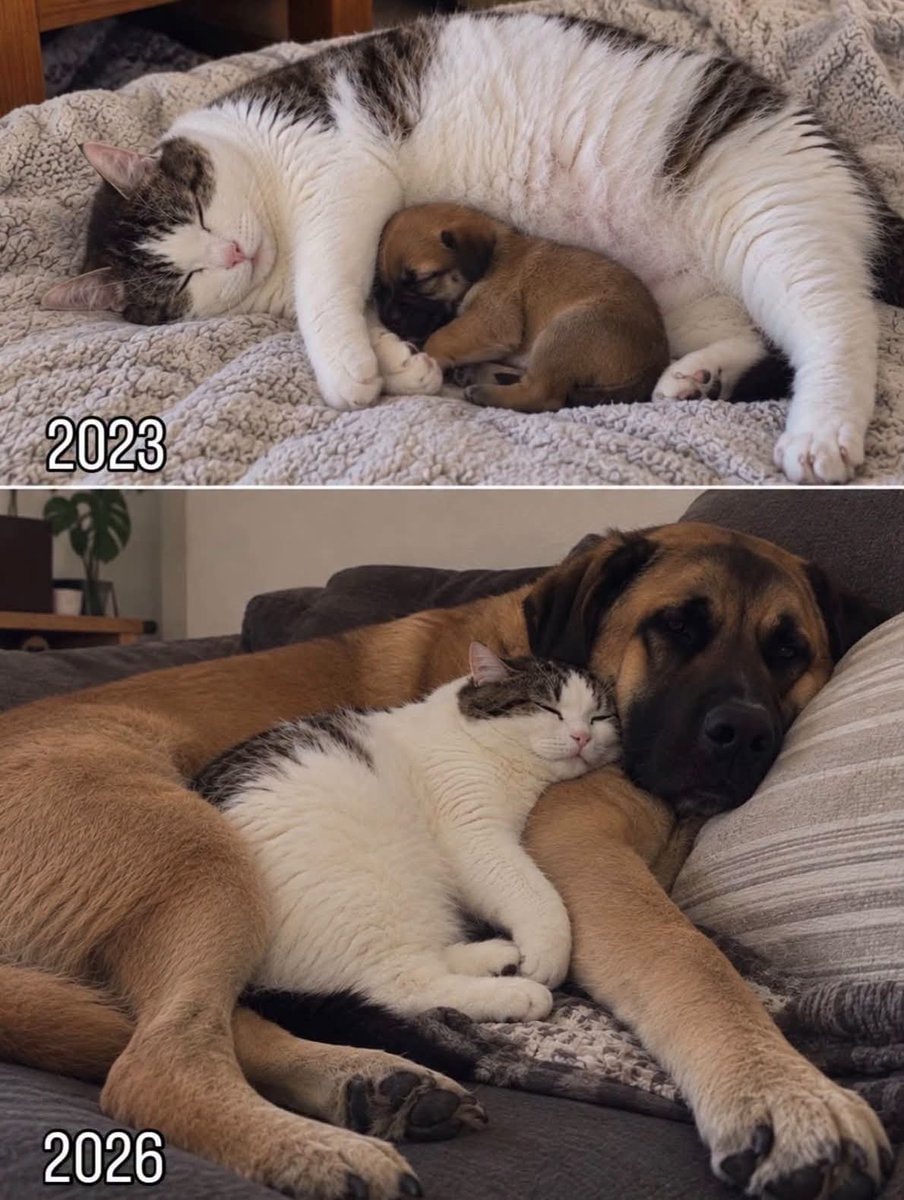 cat and dog sleeping together