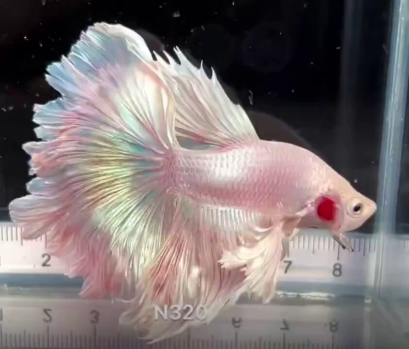 pink betta fish measurement