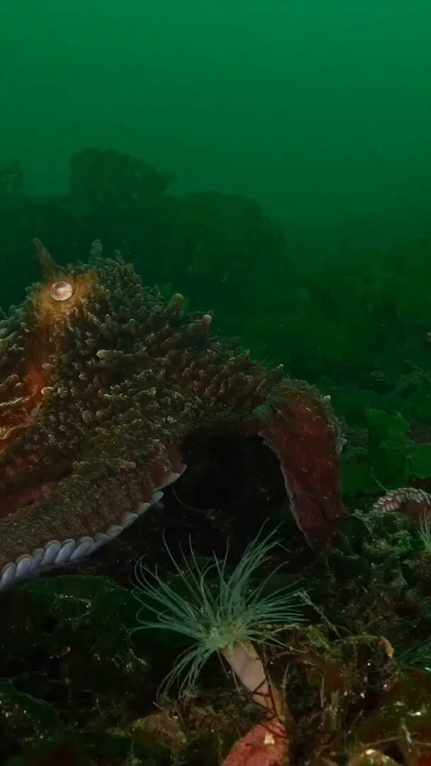 Curious Octopus on Patrol Shot