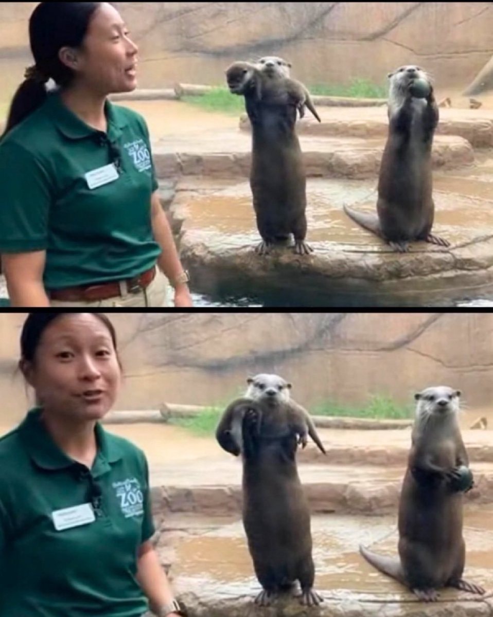Otter parents show off baby and rock
