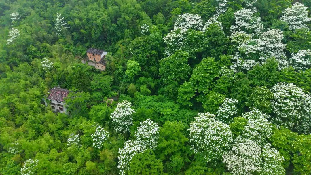 Wuyuan Jiangxi summer escape (photo 4 of 4)