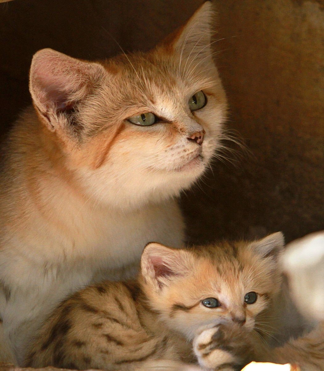 Rotem the rare sand cat and her kittens (photo 3 of 4)
