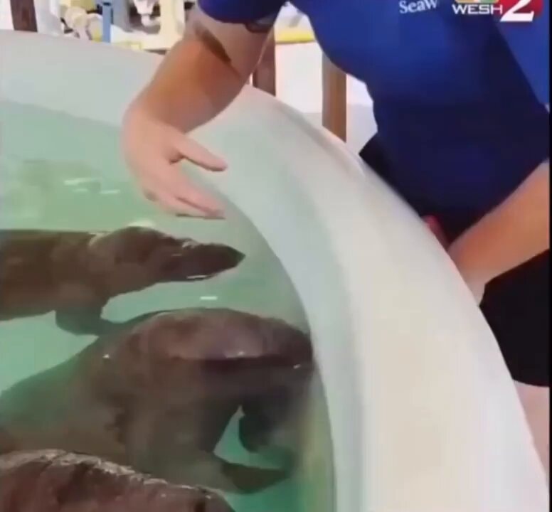 Feeding baby manatees with Munchie