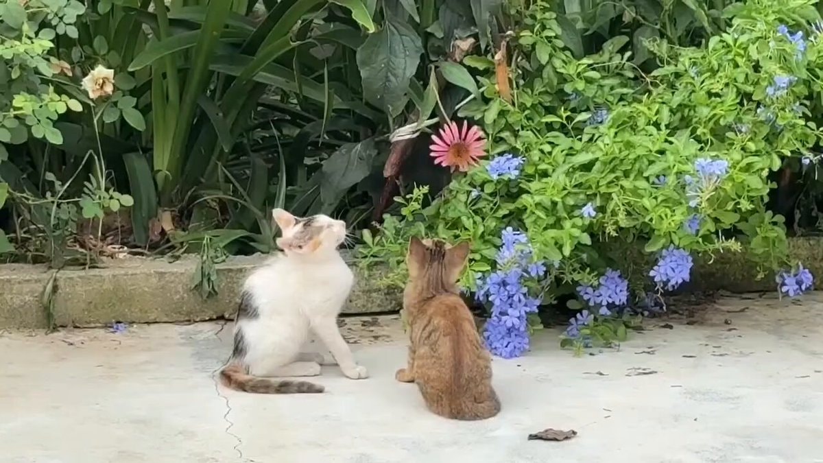 kittens wanting quiet