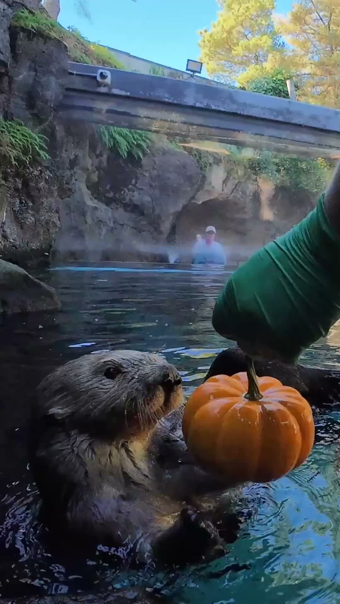 sea otter having a moment