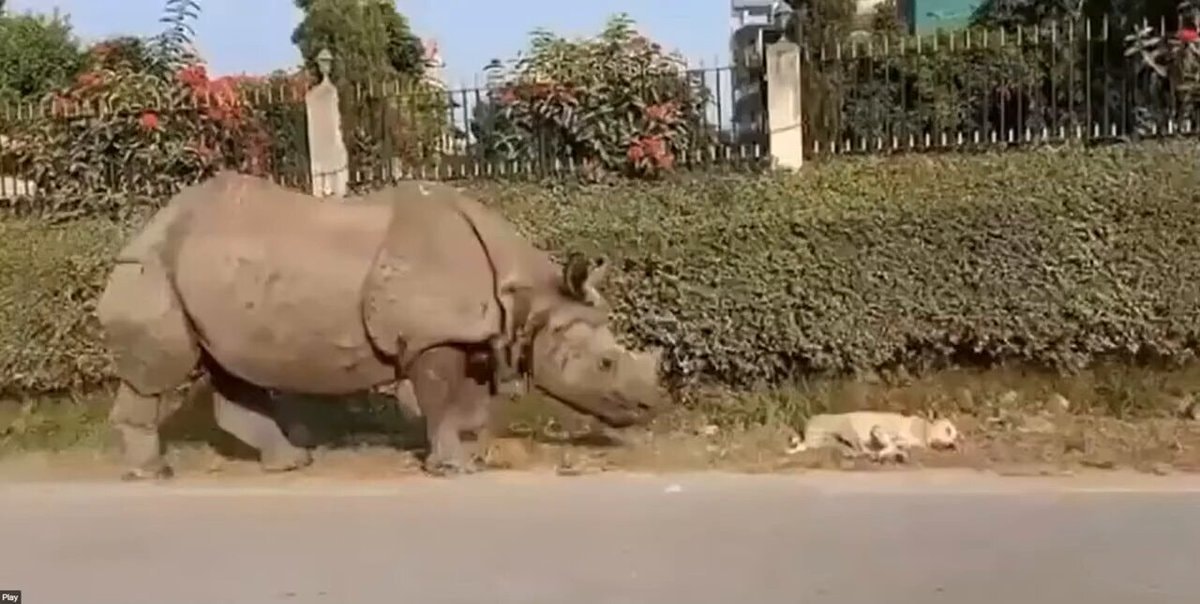 Rhino asks dog if everything is okay