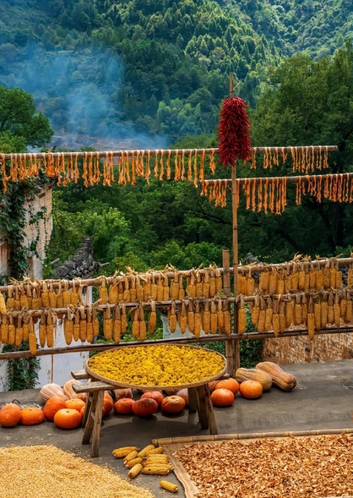 Shaiqiu drying harvest in Huangling, Wuyuan (photo 3 of 4) Shaiqiu drying harvest in Huangling, Wuyuan (photo 3 of 4)