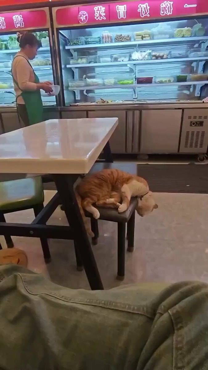 cat sleeping on extra chair