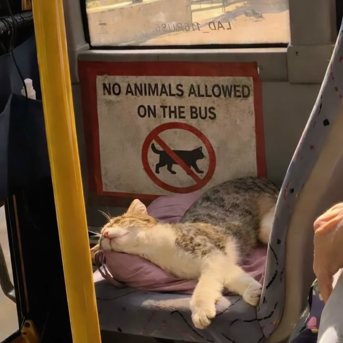 Cat ignoring no cats sign (photo 2 of 2)