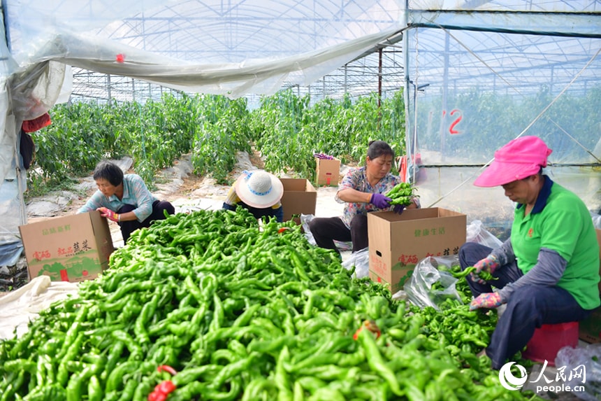 Tantou Village Greenhouses Jiangxi (photo 3 of 4)