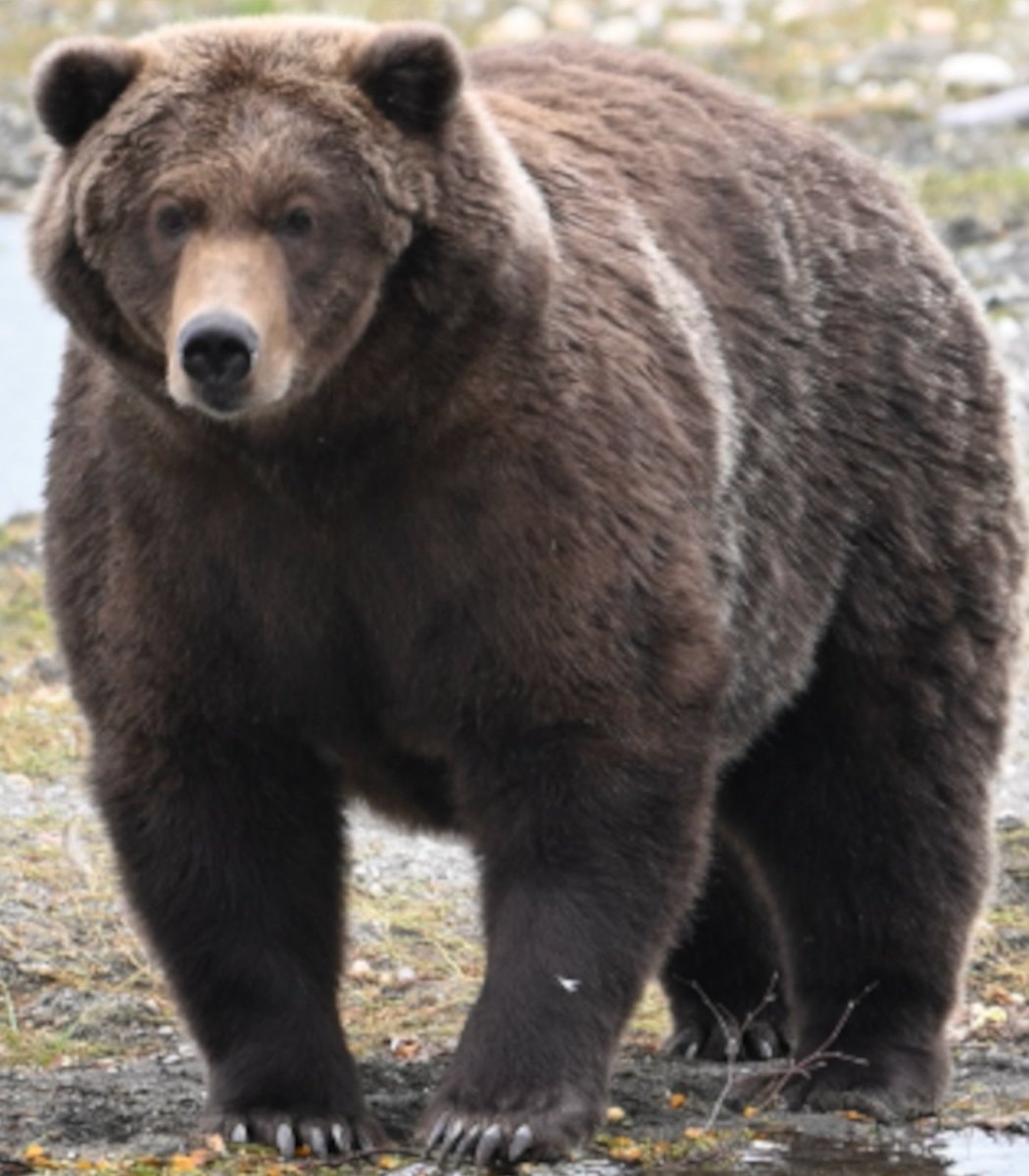 Alaska fat bear contest finalists