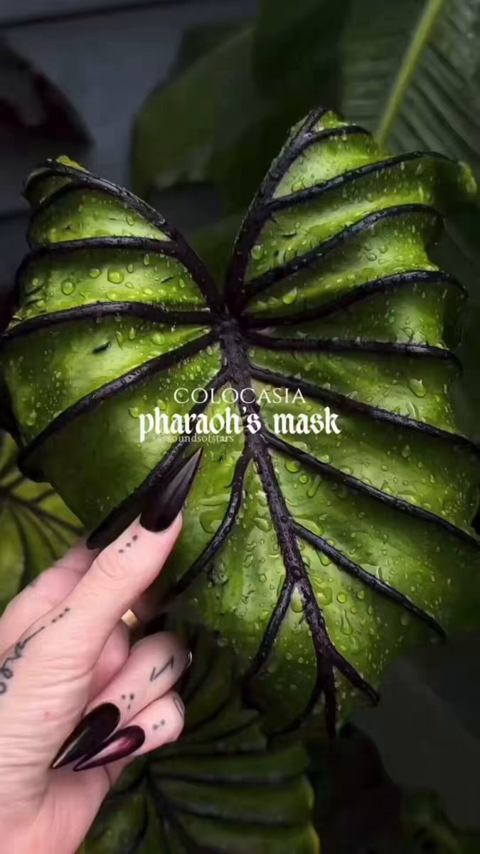 Colocasia Pharaoh’s Mask plant Colocasia Pharaoh’s Mask plant