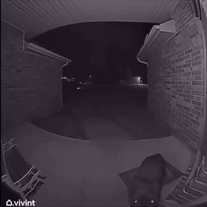 Dog rings doorbell after missing night Dog rings doorbell after missing night