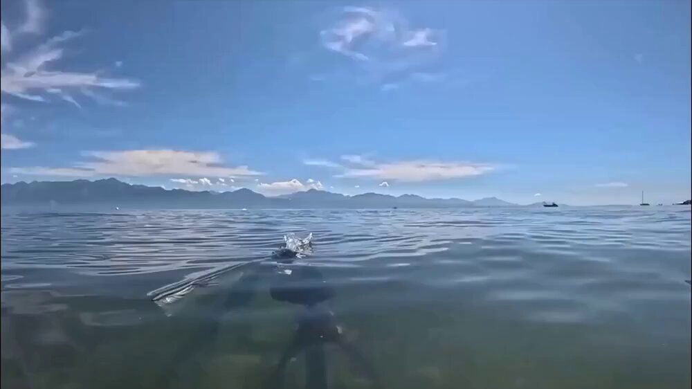 MIT diving bird robot