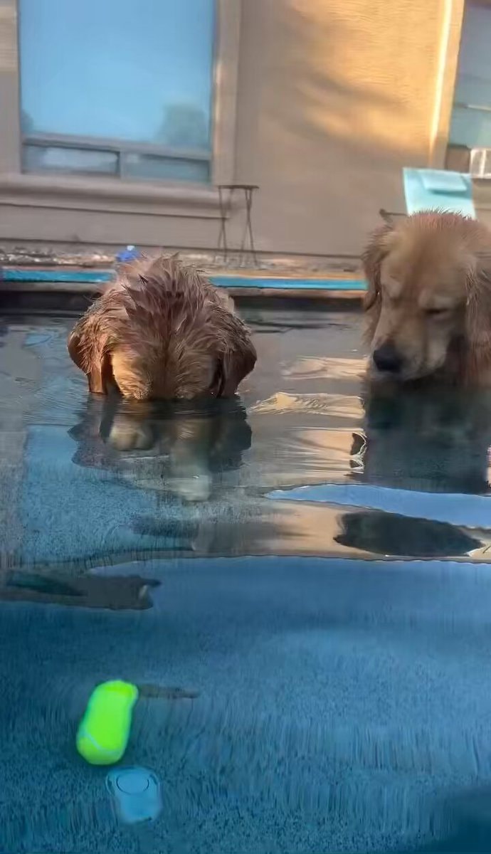 Golden retrievers pool dub edit