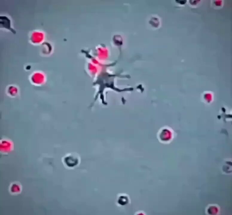 white blood cells fighting for health