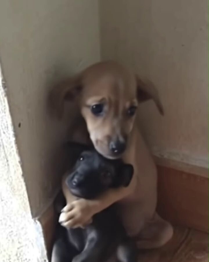Adopted puppies hugging