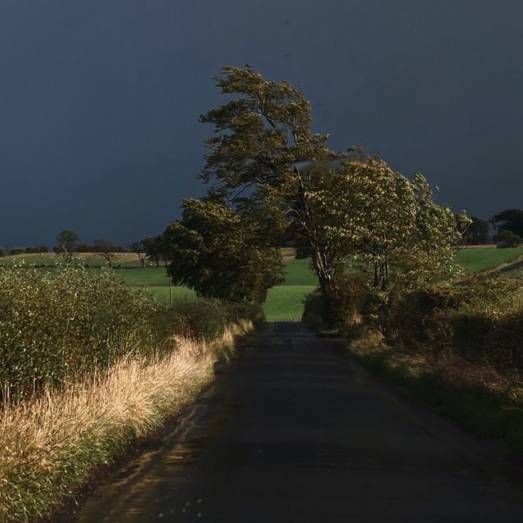 Stormy weather landscape field flowers (photo 3 of 4)