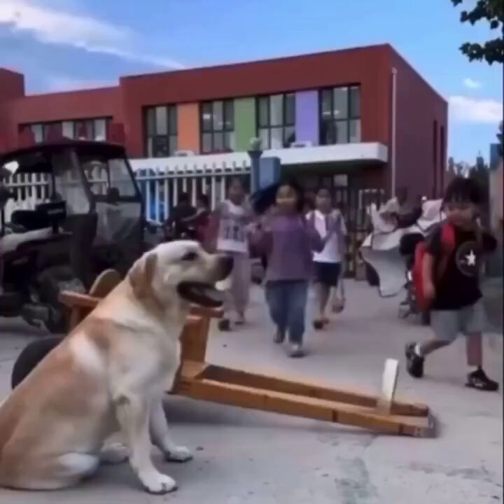 Golden retriever and children leaving school