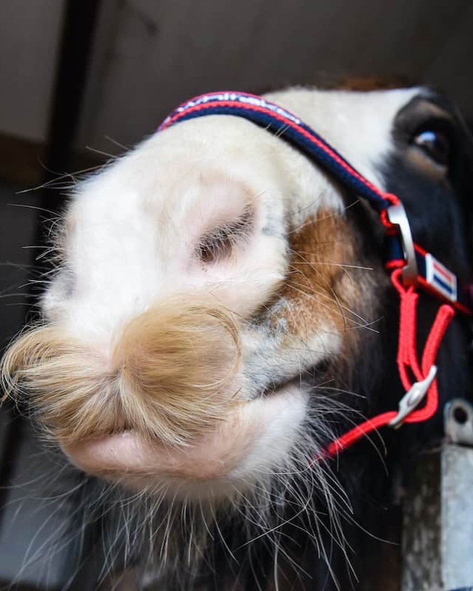 Horse with mustache