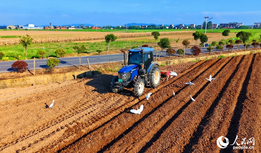 Jiangxi Chaisang district autumn farming