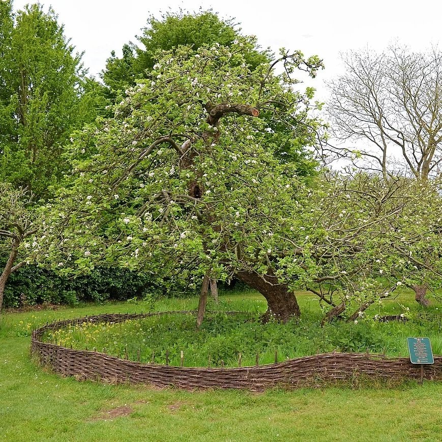 Newton's apple tree still alive (photo 2 of 2)