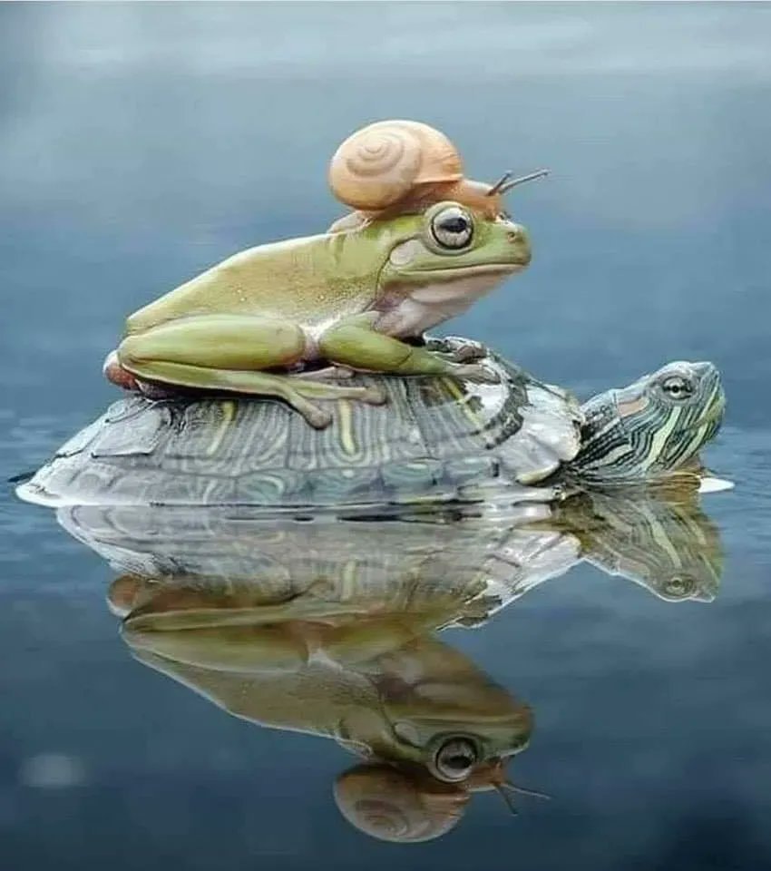 snail on frog head